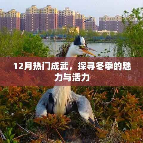 成武冬季魅力与活力探寻,12月热门旅游目的地