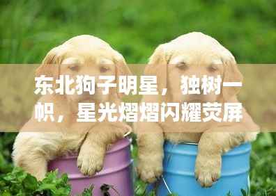 东北狗子明星,独树一帜,星光熠熠闪耀荧屏
