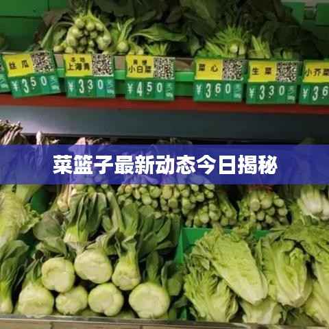 菜篮子最新动态今日揭秘