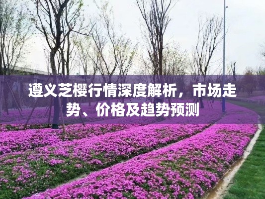 遵义芝樱行情深度解析,市场走势、价格及趋势预测