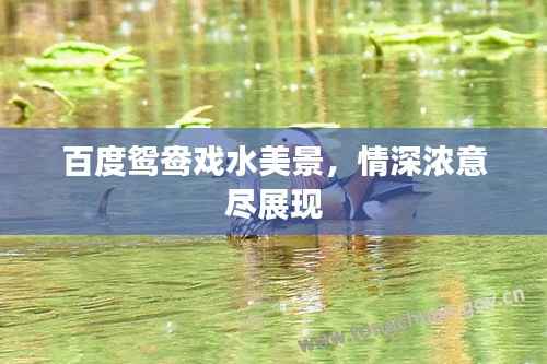 成功案例 第97页